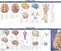 Picture of Anatomical Chart Company's Illustrated Pocket Anatomy: Anatomy of The Brain Study Guide