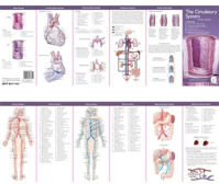 Picture of Anatomical Chart Company's Illustrated Pocket Anatomy: The Circulatory System Study Guide