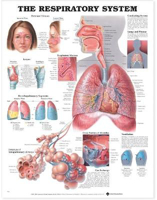 Picture of The Respiratory System Anatomical Chart