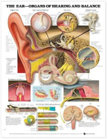 Picture of The Ear: Organs of Hearing and Balance Anatomical Chart