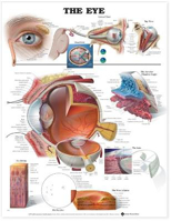 Picture of The Eye Anatomical Chart