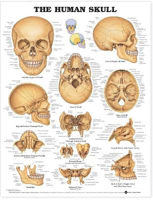 Picture of The Human Skull Anatomical Chart