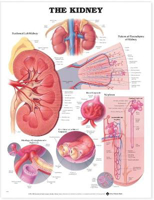Picture of The Kidney Anatomical Chart