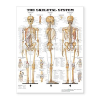 Picture of The Skeletal System Giant Chart