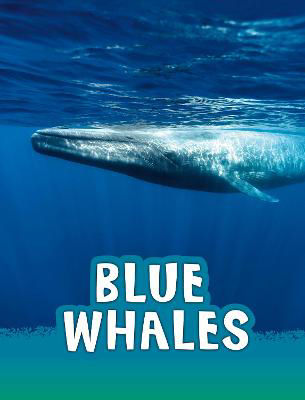 Picture of Blue Whales