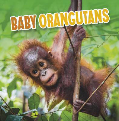 Picture of Baby Orangutans